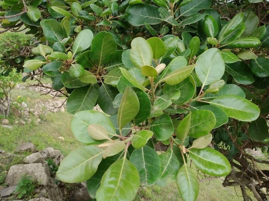 Sideroxylon