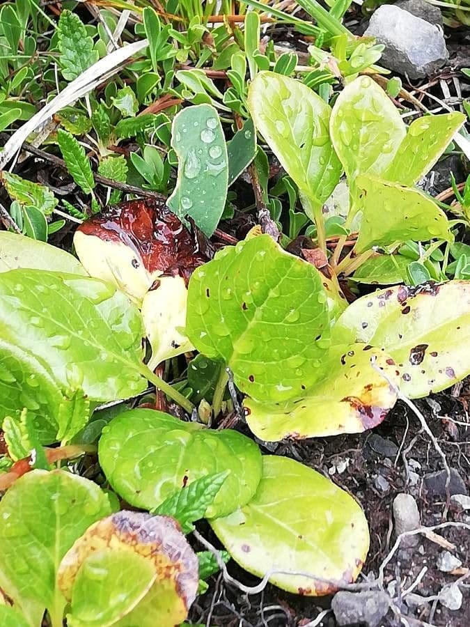Round-leaf wintergreen 20