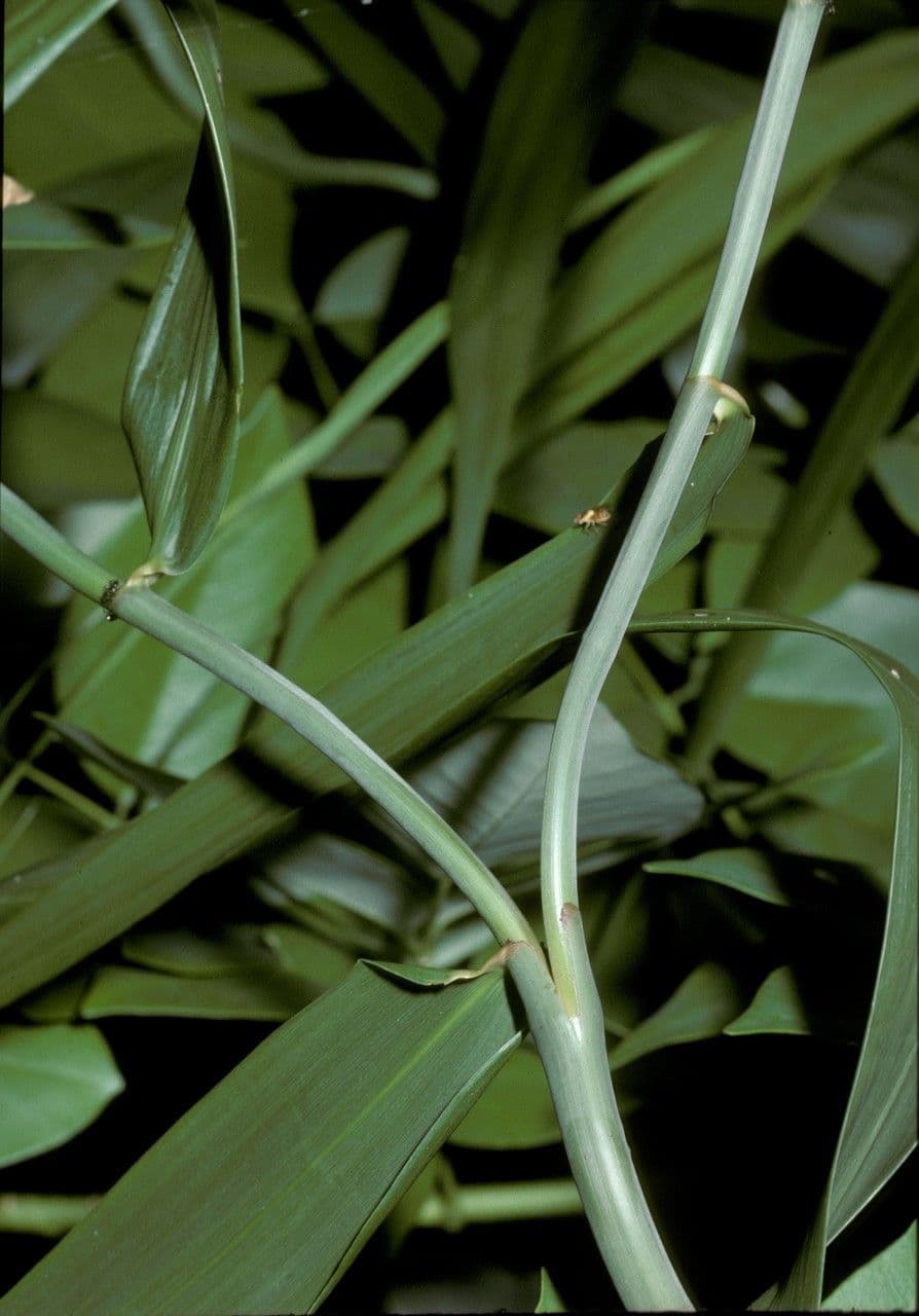 Flagellaria indická 17