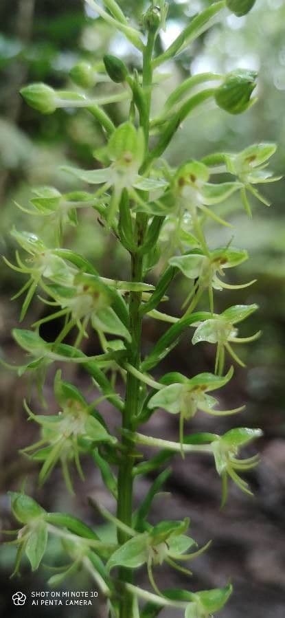 Orchidée d'eau