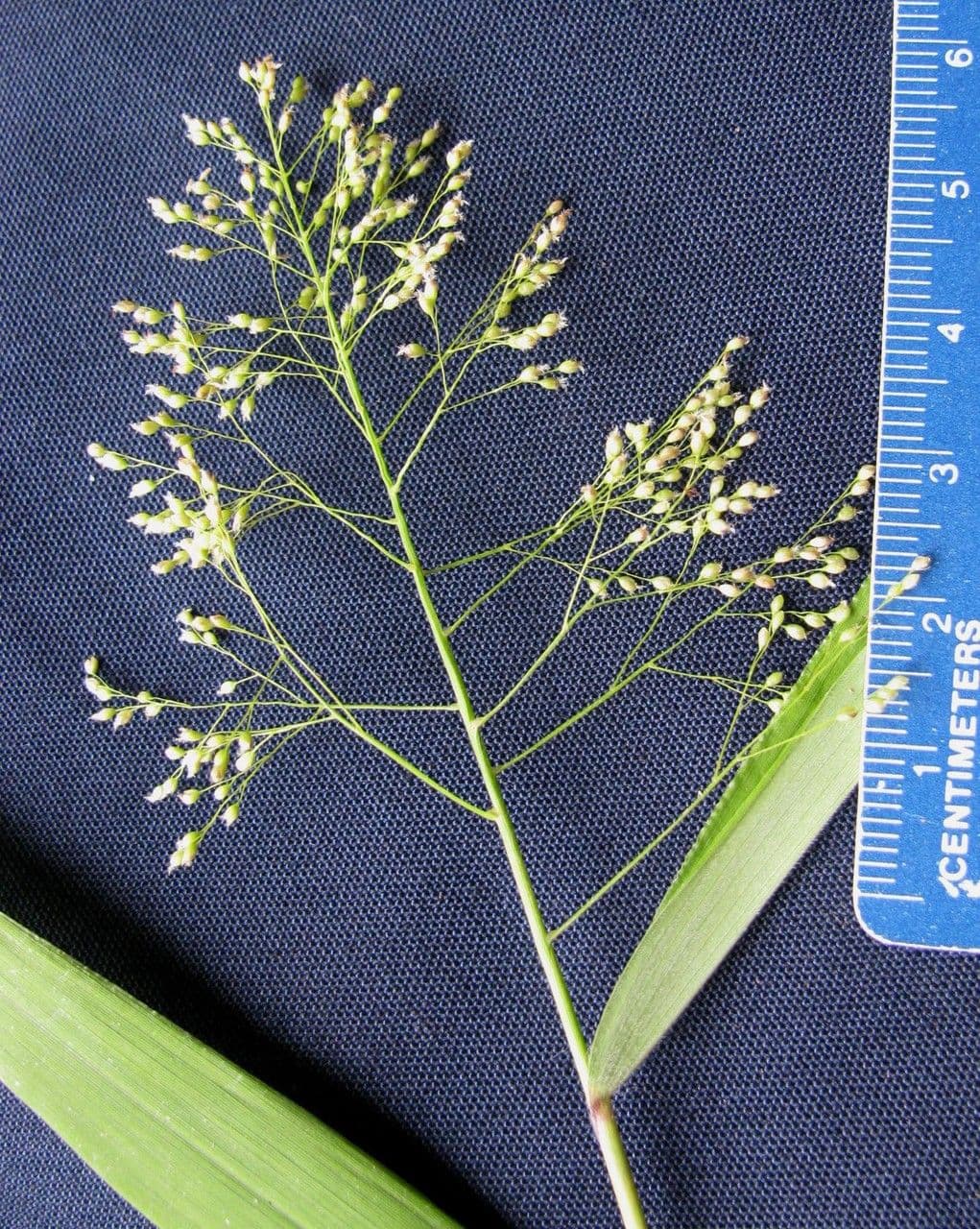 Isachne arundinacea 3
