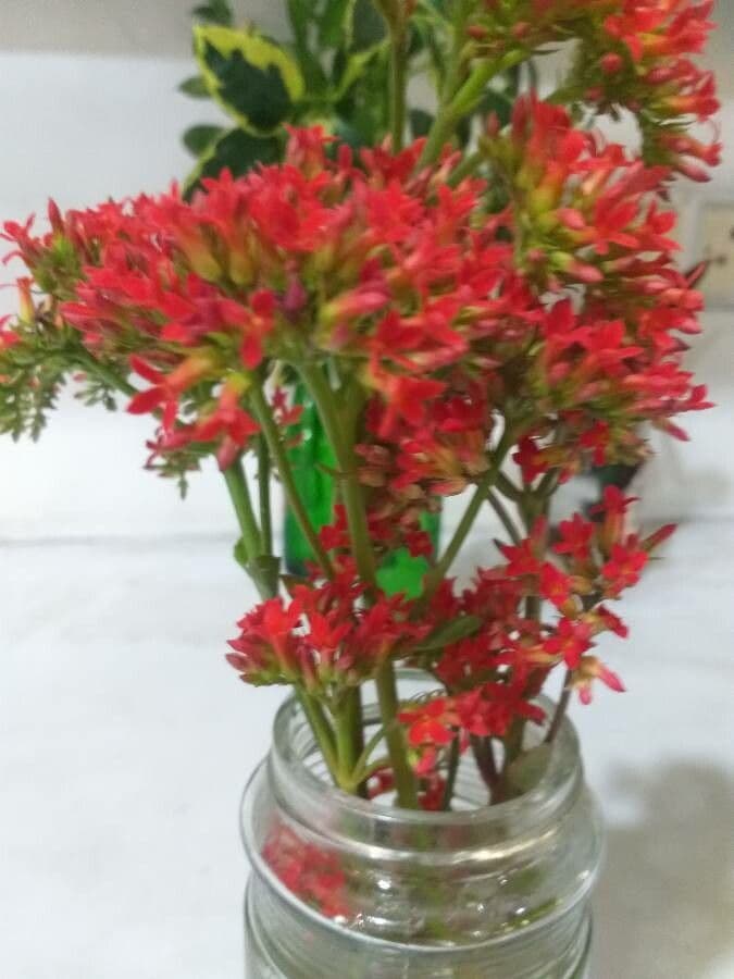 Kalanchoe 21