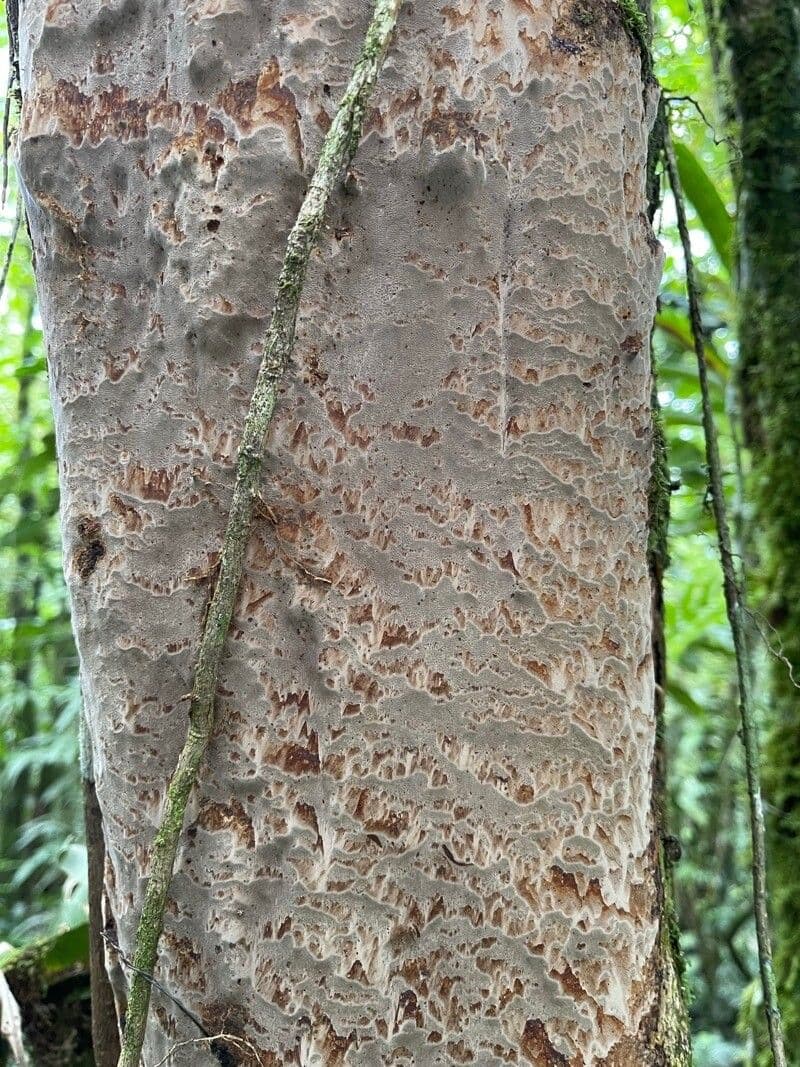 Meliosma 20