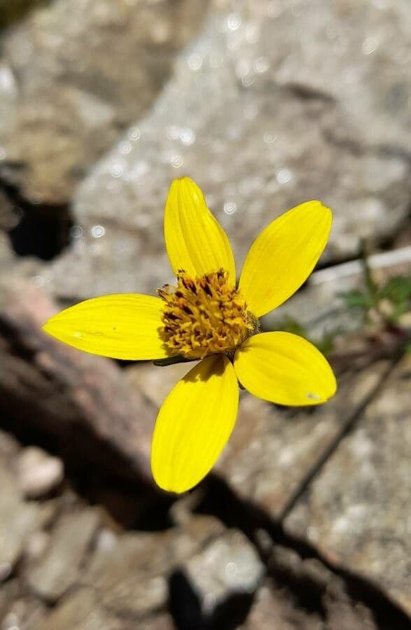 Bidens a tre nervature 2