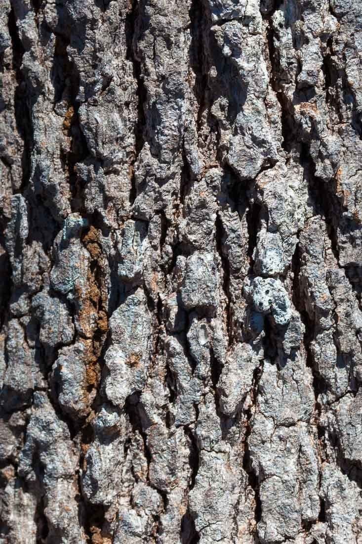 Gymnostoma 6