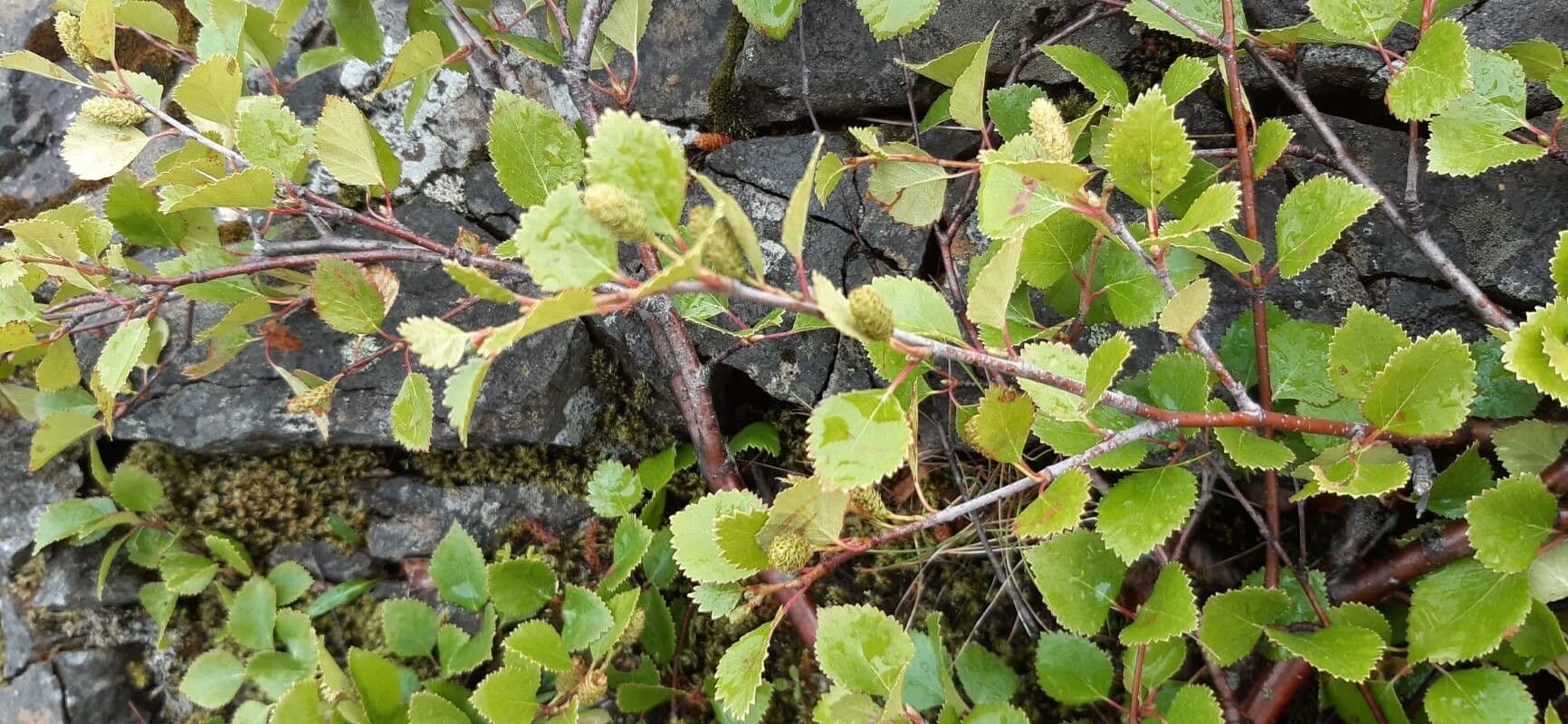 Betula humilis
