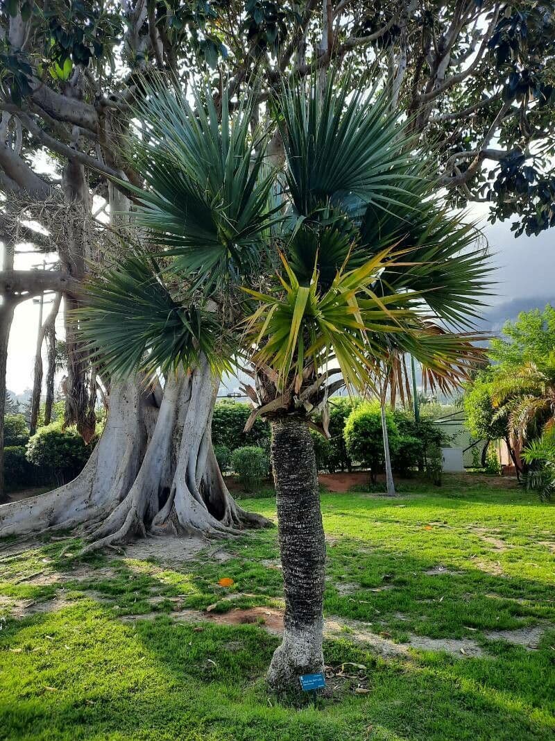 Palma 6