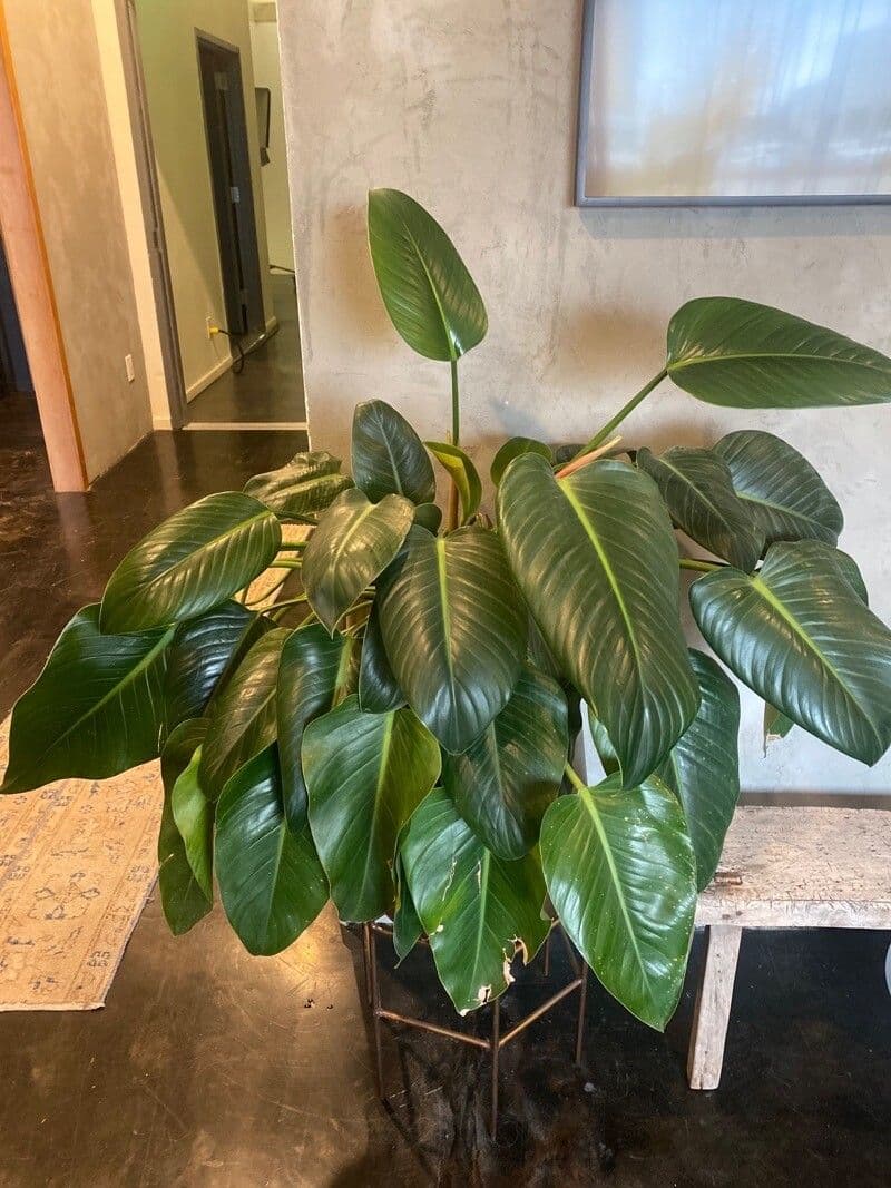 Philodendron 6