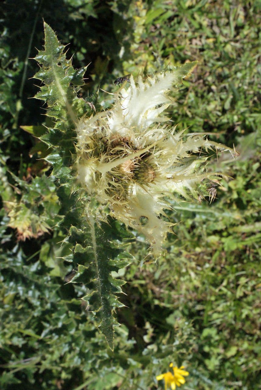 Cardo spinosissimo 30
