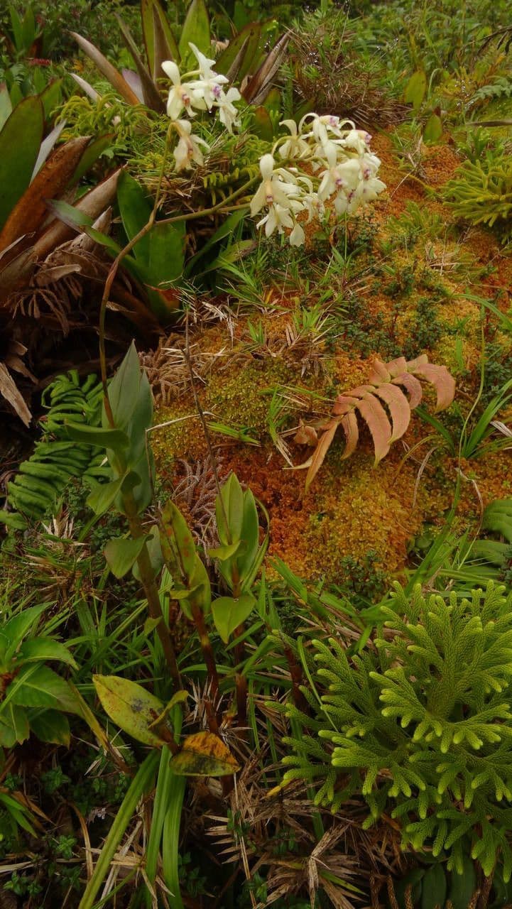 Epidendrum patens 6