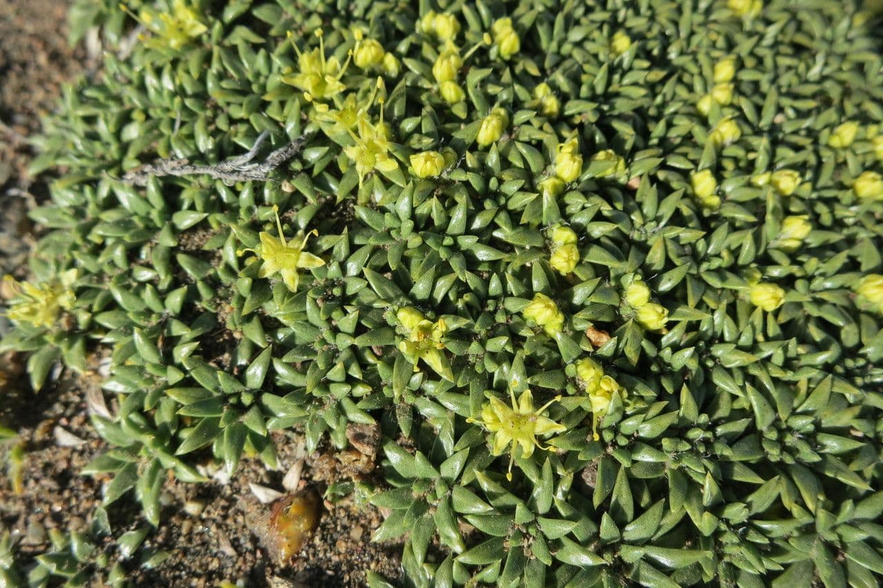 Azorella monanta 6