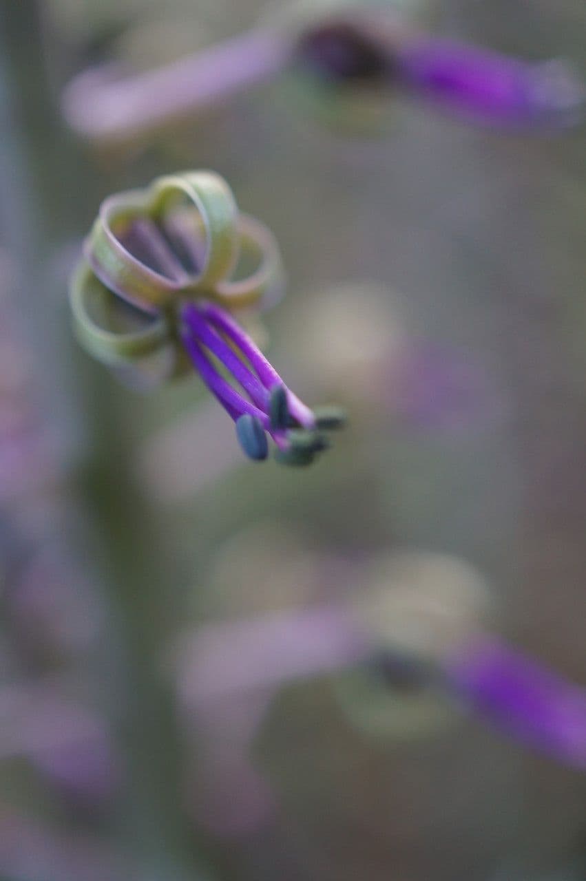 Ledebouria 2
