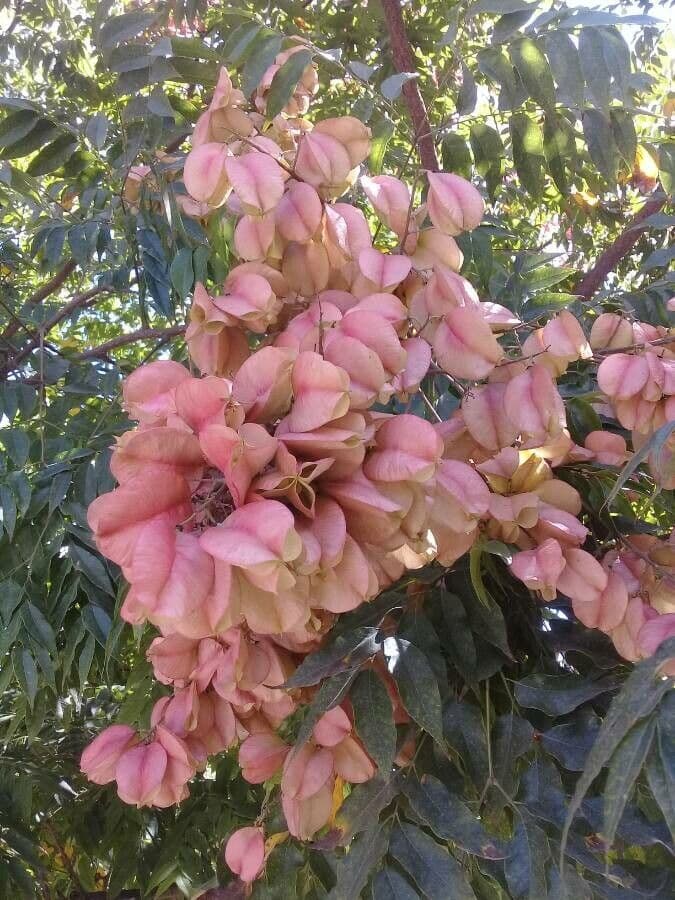 Chinesischer Lackbaum 5