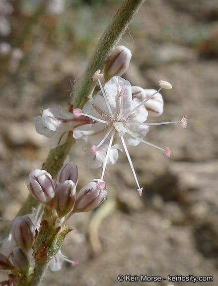 Eriogonum Wrightii 4