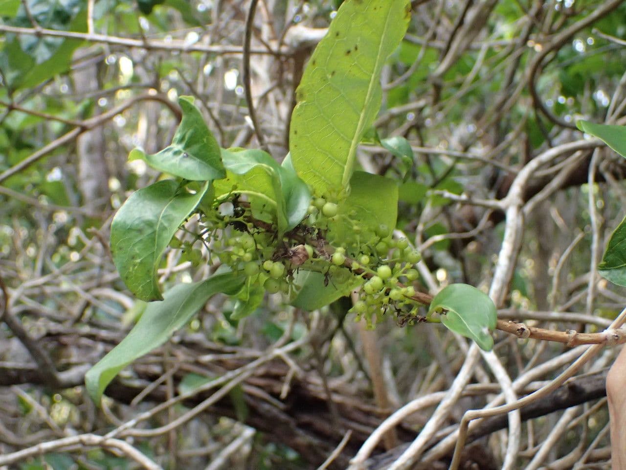 Danais 2