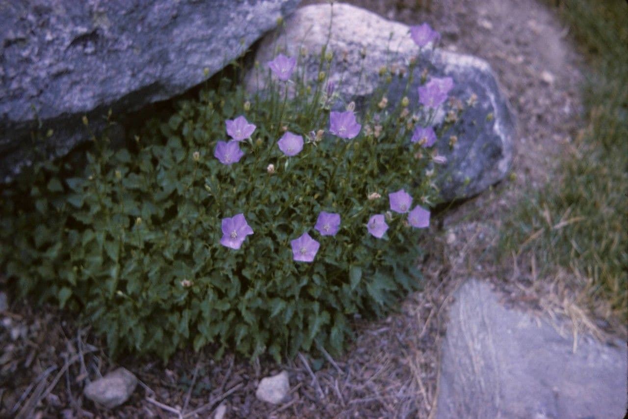 Campanula dei Carpazi 7