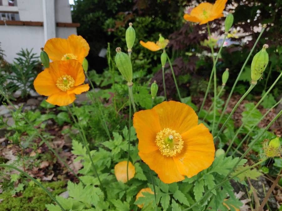 Arktischer Mohn 6
