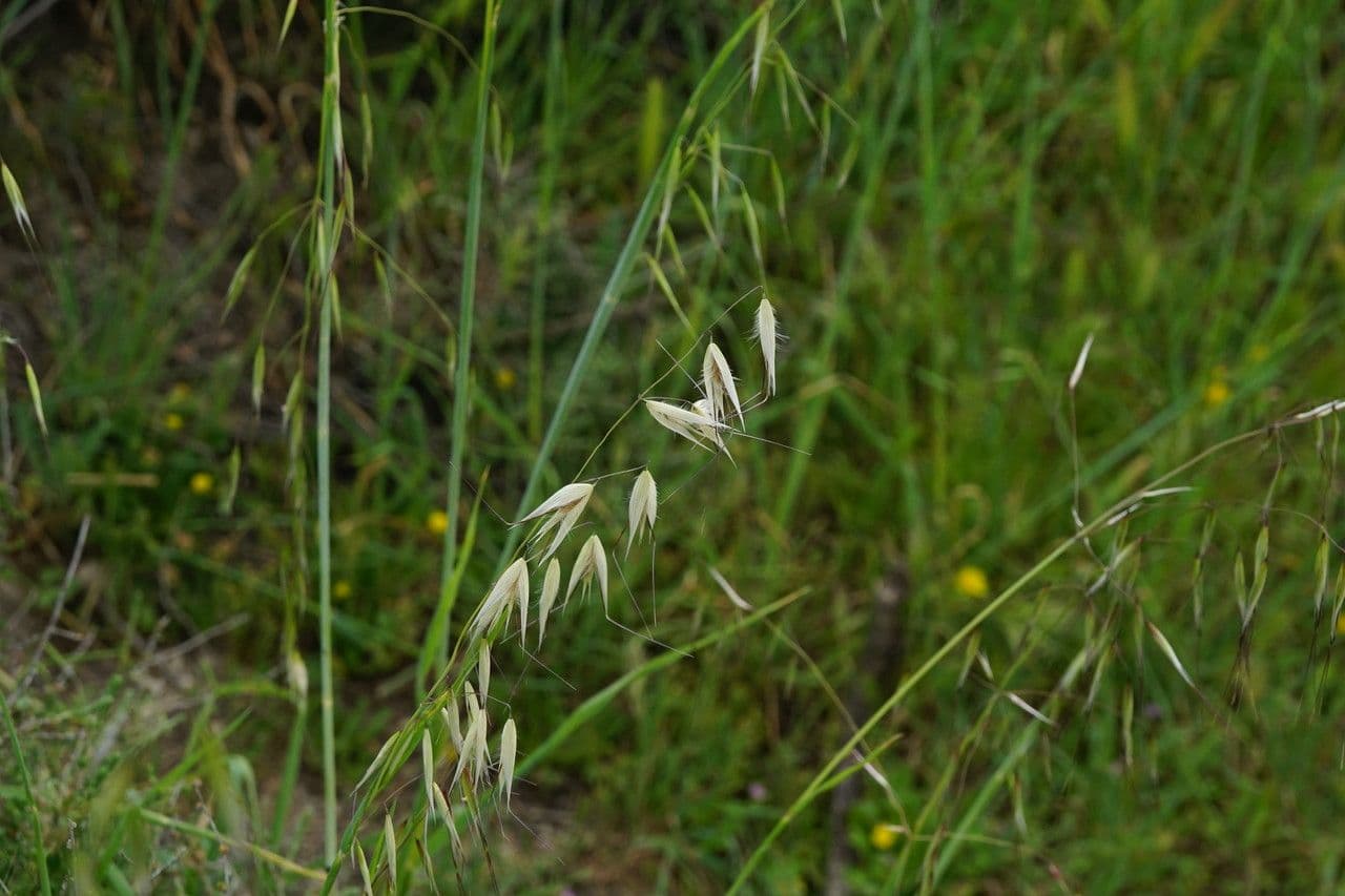 Avena maggiore