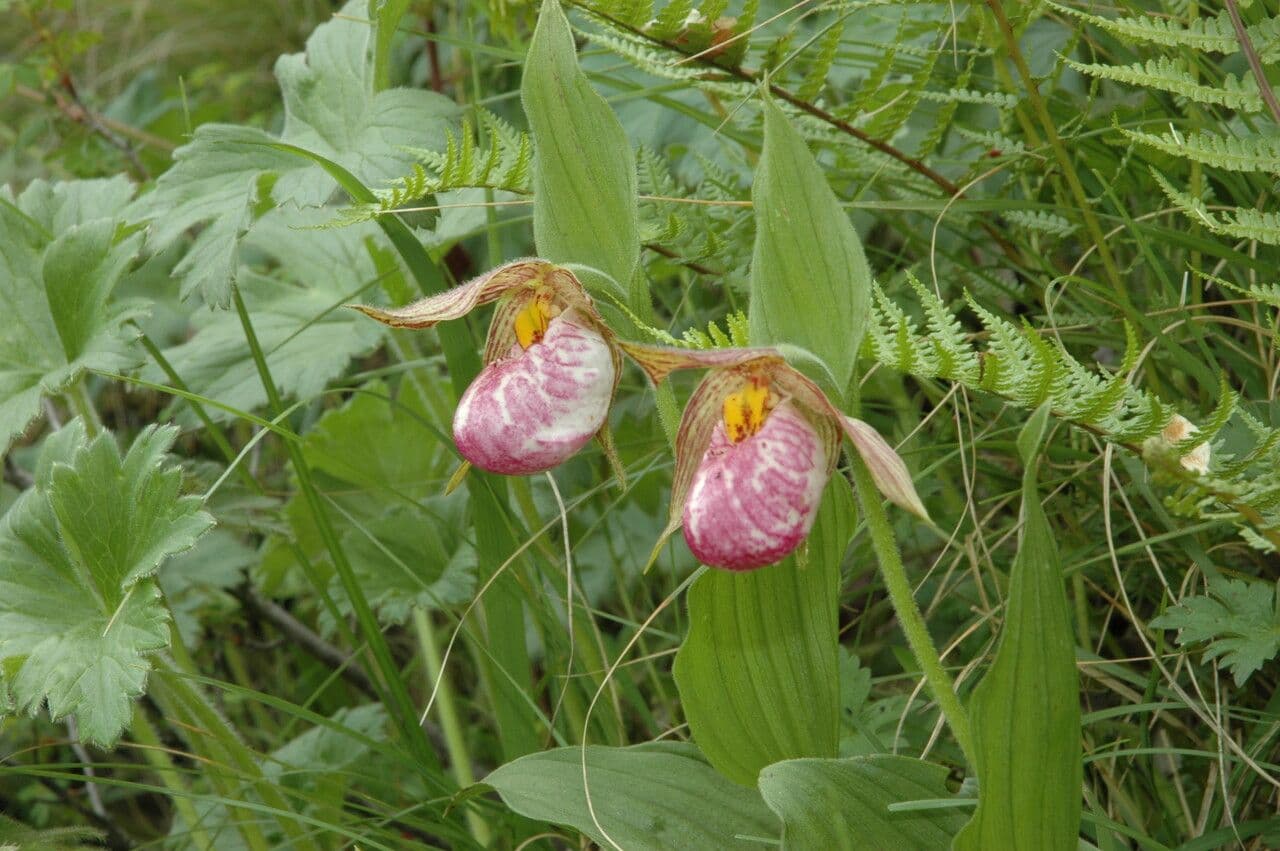 Cipripedio himalayano 5