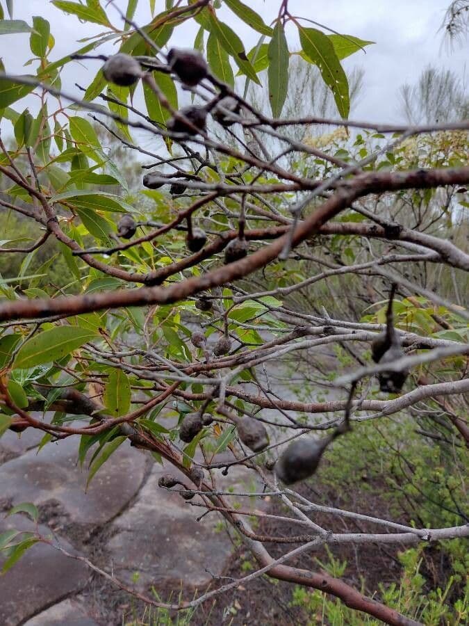 Corymbia