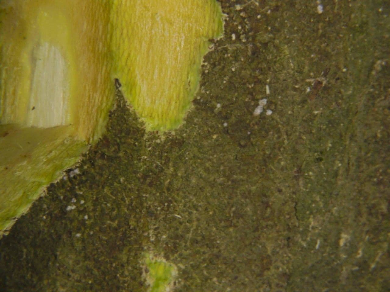 Quararibea 4