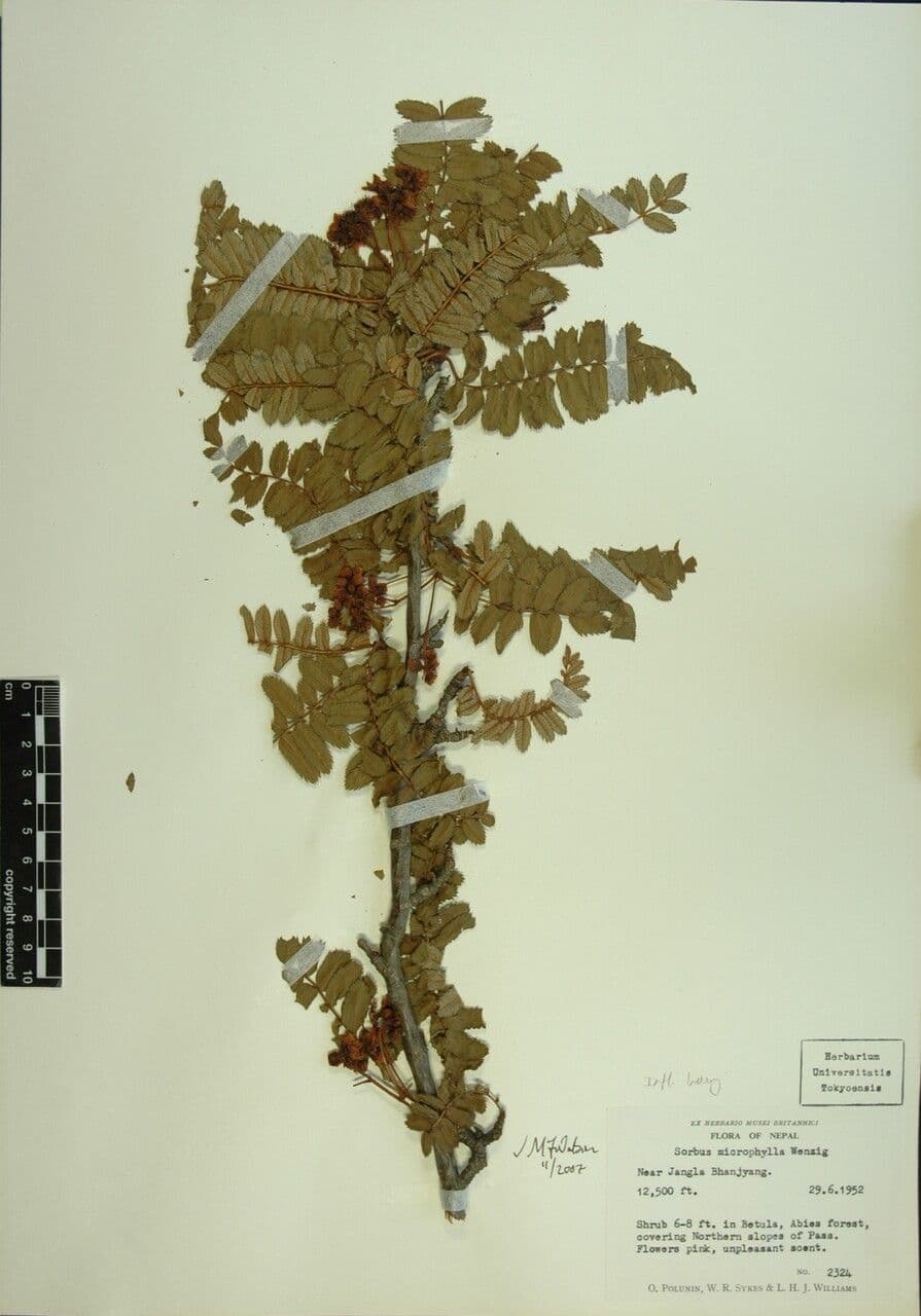 Kleinblättrige Eberesche 18