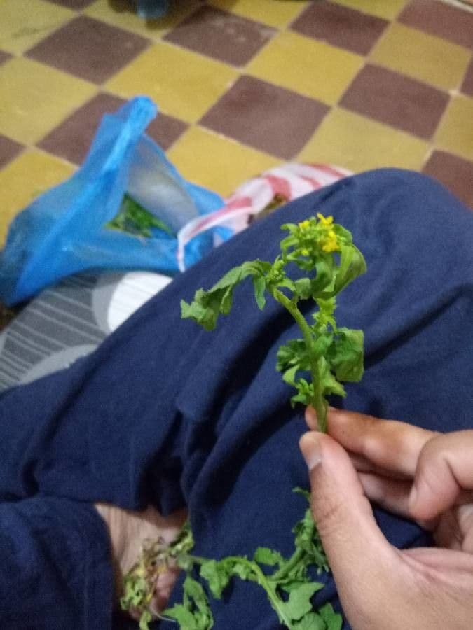 Rabaniza acuática 21