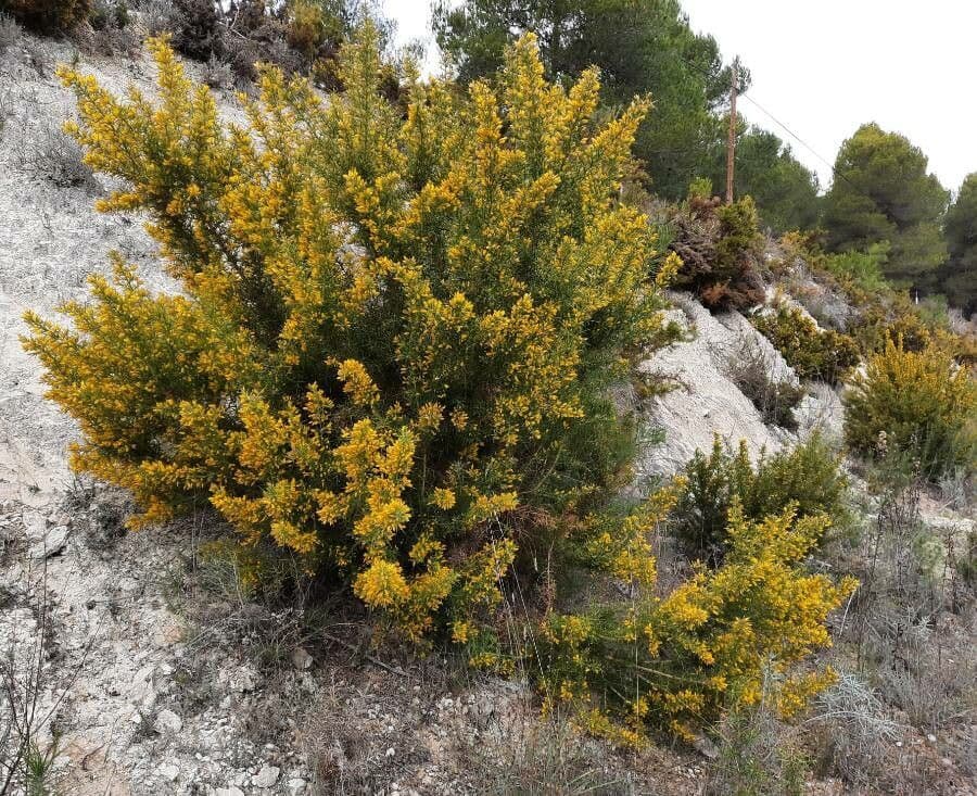 Ginestrone minore 11