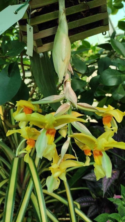 Stanhopea 3