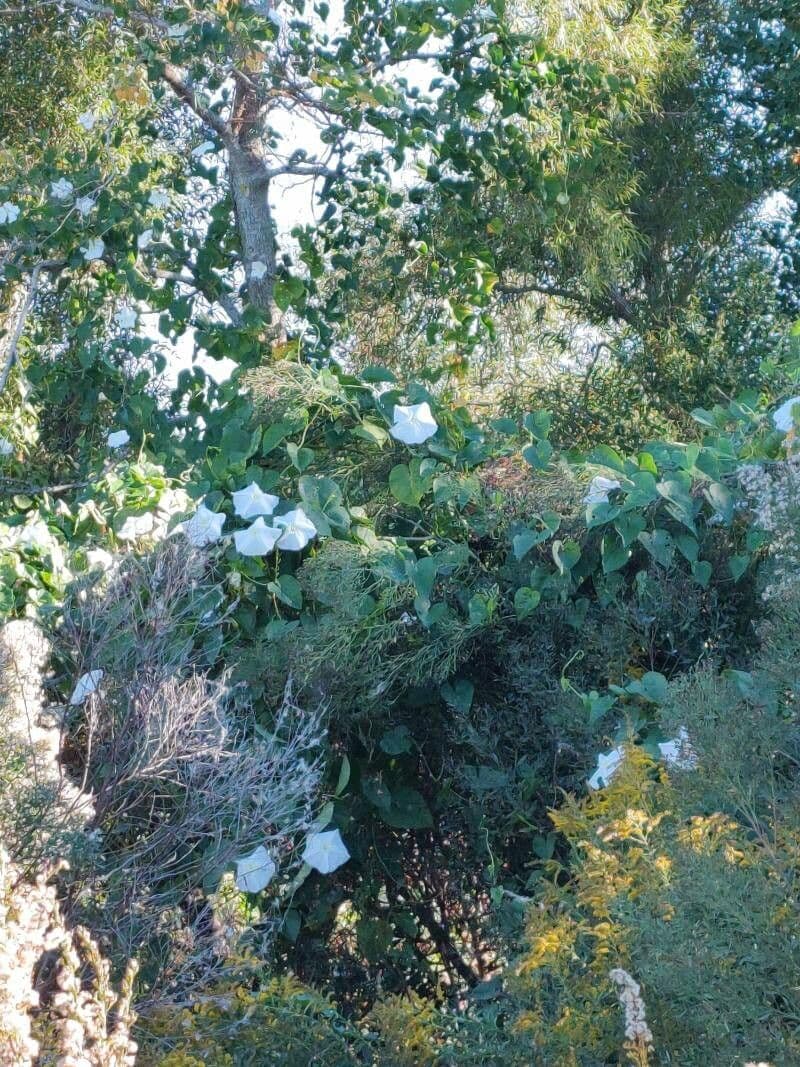 Ipomoea violacea 2