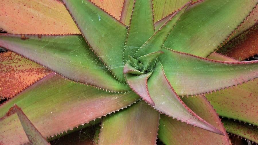 Aloe