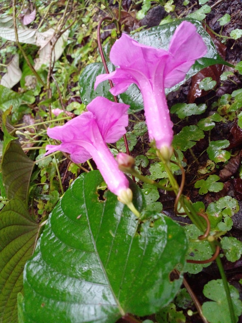 Ipomoea philomega 10
