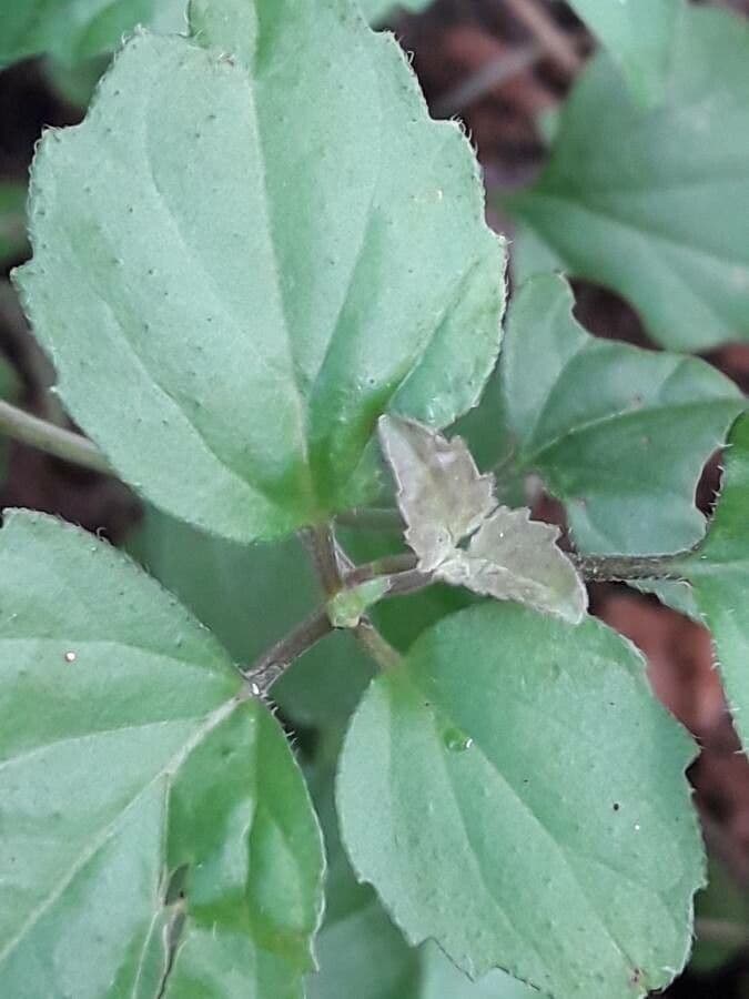 Scutellaria 17