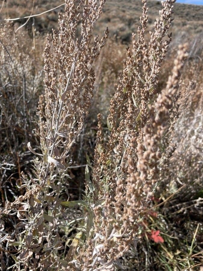Artemisia argentea 2