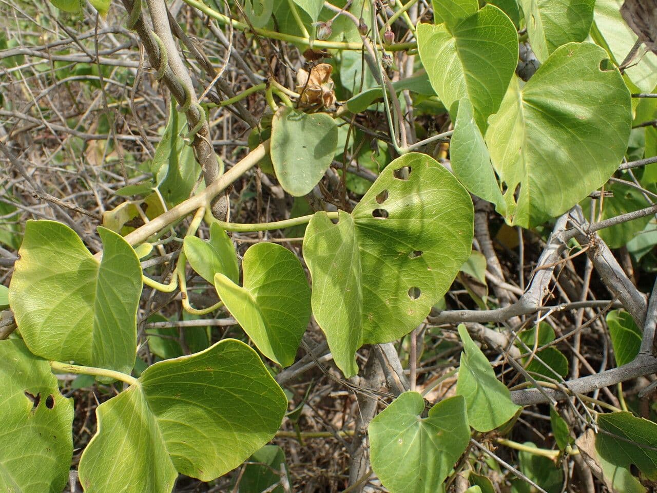 Ipomoea violacea 10