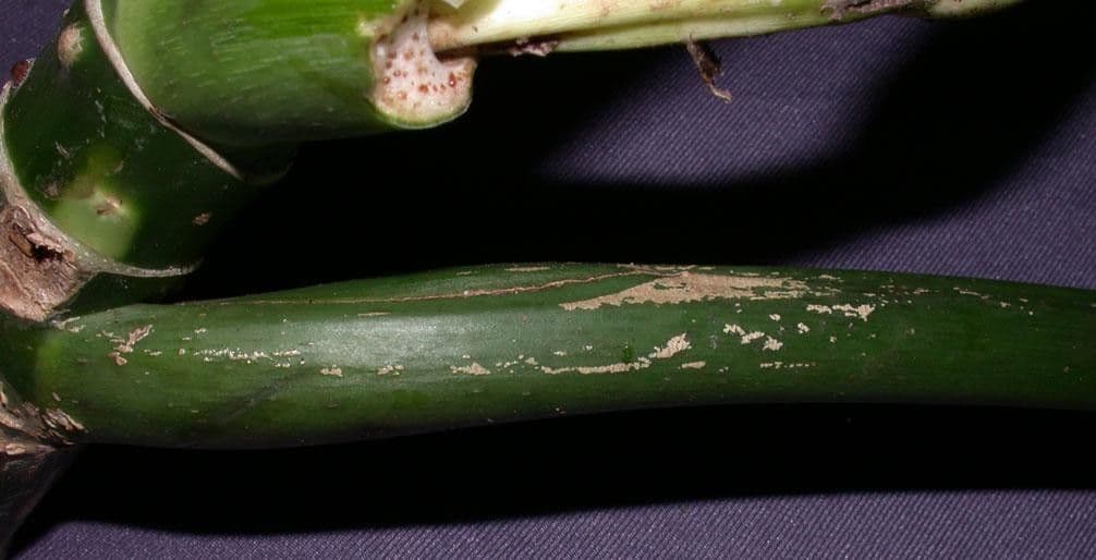 Philodendron 3