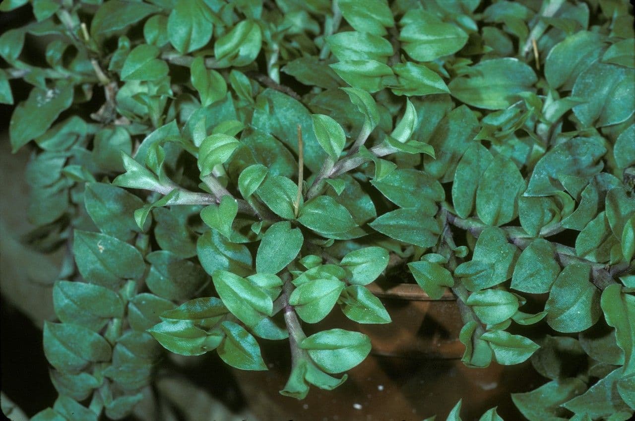 Crepidium 2