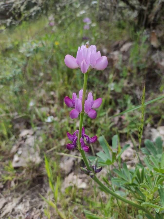Spanische Lupine 2