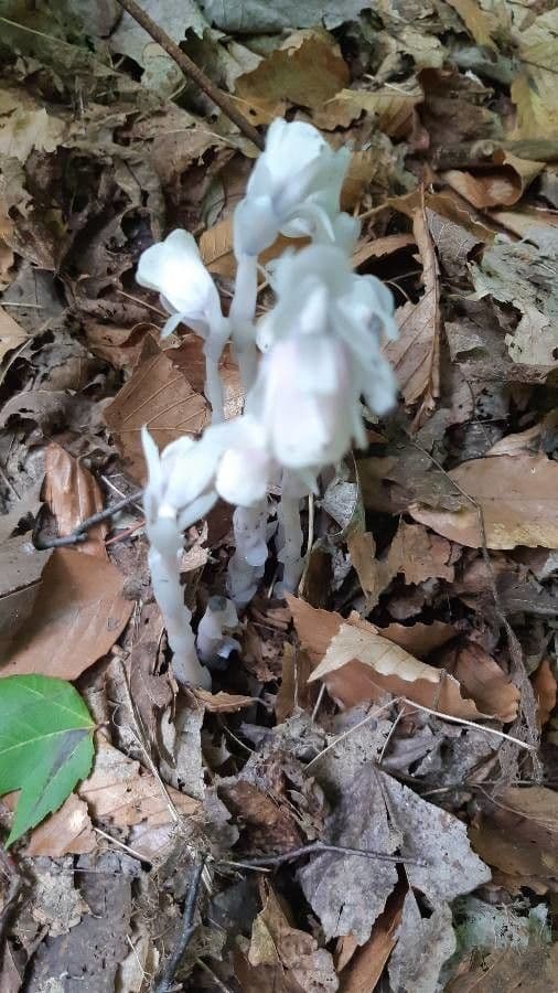 Ipopitide uniflora
