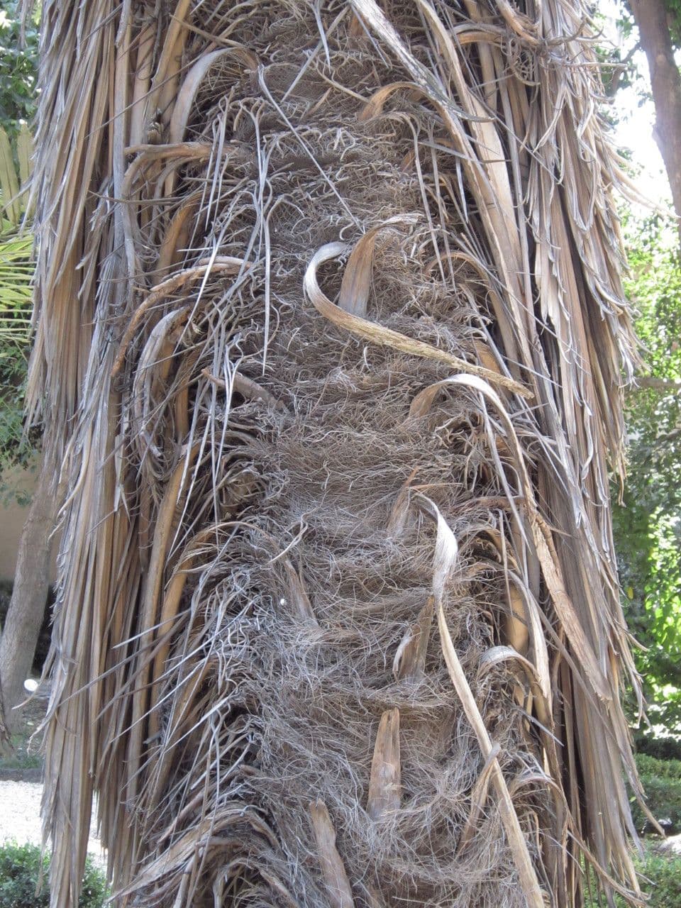 Trithrinax polny 16