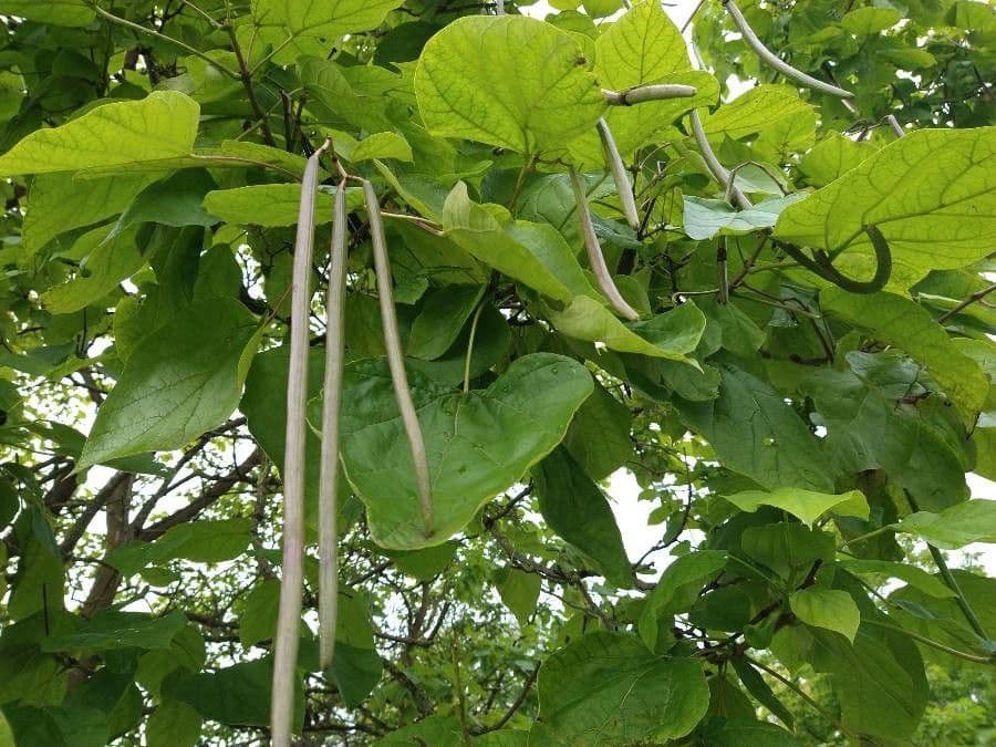 Katalpa vajcovitolistá 26