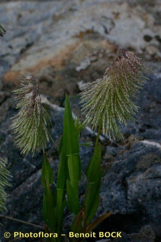 Lamarckia dorata 26