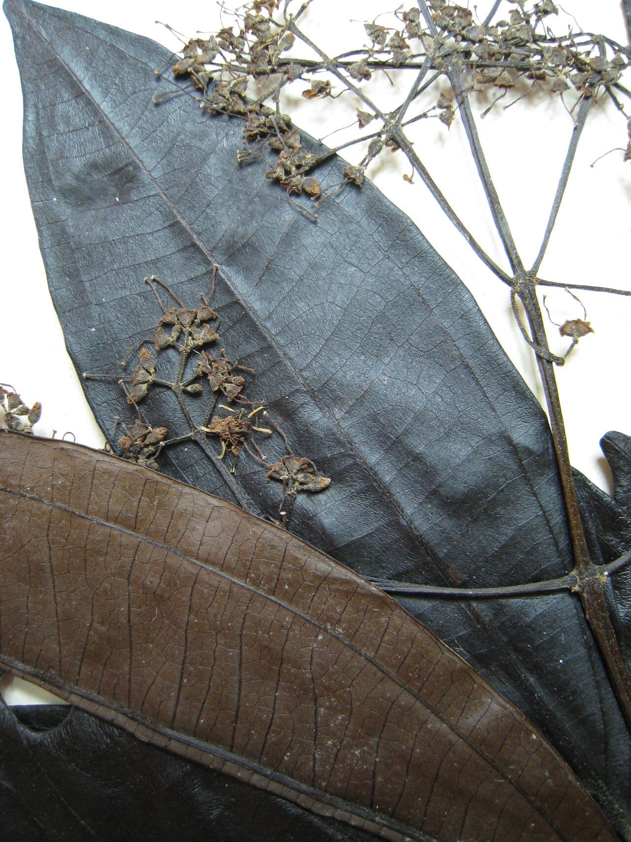 Miconia
