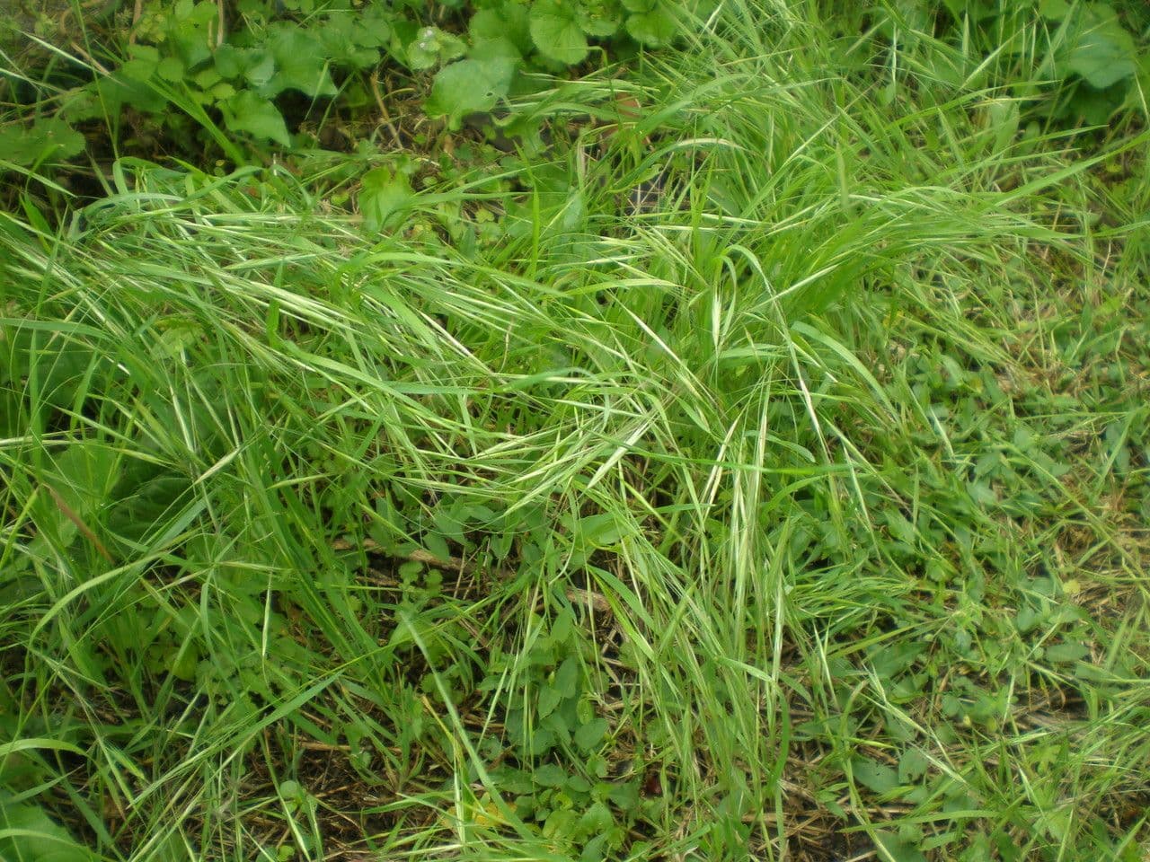 Taube Trespe 11