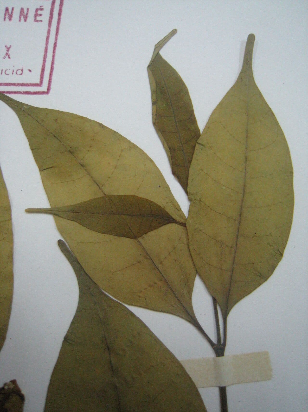 Tabernaemontana 8