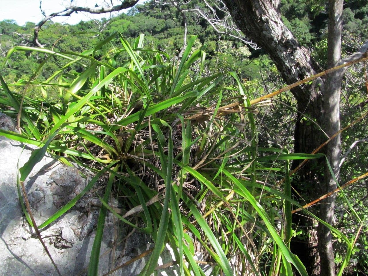 Pitcairnia