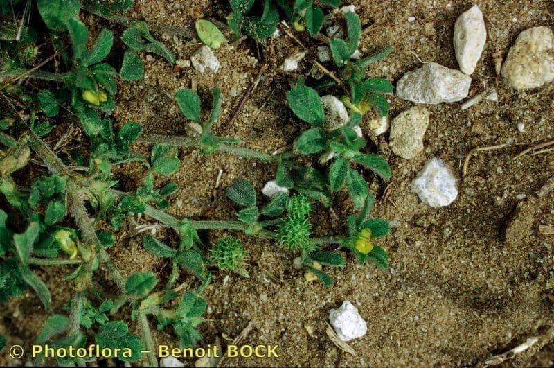 Erba medica minima 21