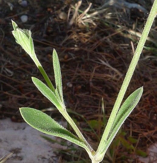 Mediterranean catchfly 30
