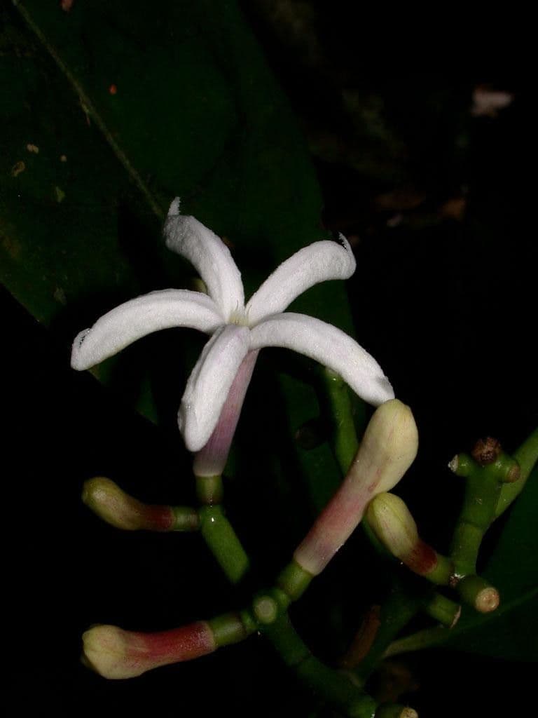 Palicourea 10