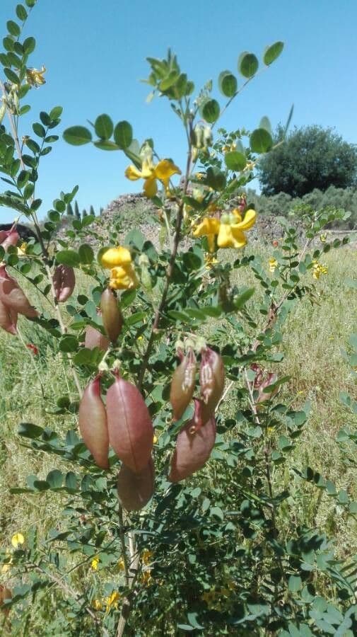 Vesicaria 10